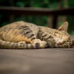 The Belly Biting Puzzle Unveiled: Why Do Cats Nip During Belly Rubs?