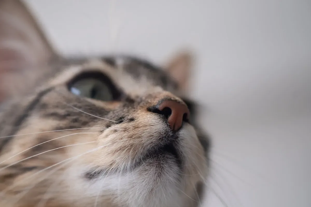 The Body'S Cry For Sustenance: Exploring The Signals When Cats Refuse To Eat