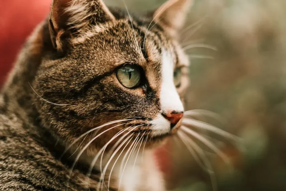 The Cat Connection: Decoding the Fascination of Feline Attachment