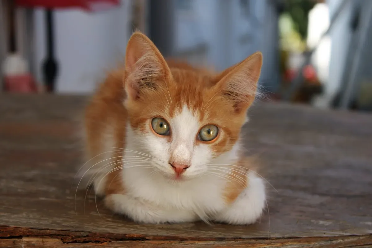 The Cat'S Meow: Revealing The Secrets Of Being A Human Carpet