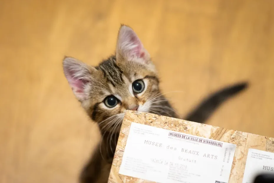 The Cat's Purrfect Puzzle: Decoding the Blanket Kneading Phenomenon