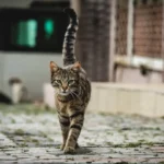 The Cat's Secret: How They Safely Land from Great Heights