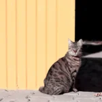 The Cat's Sleep Preference: Exploring Solo Slumber