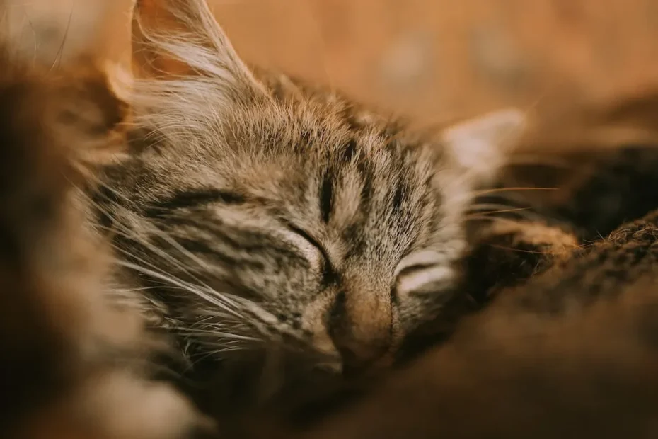 The Catnip Conundrum: Unveiling the Truth About Feline Addiction
