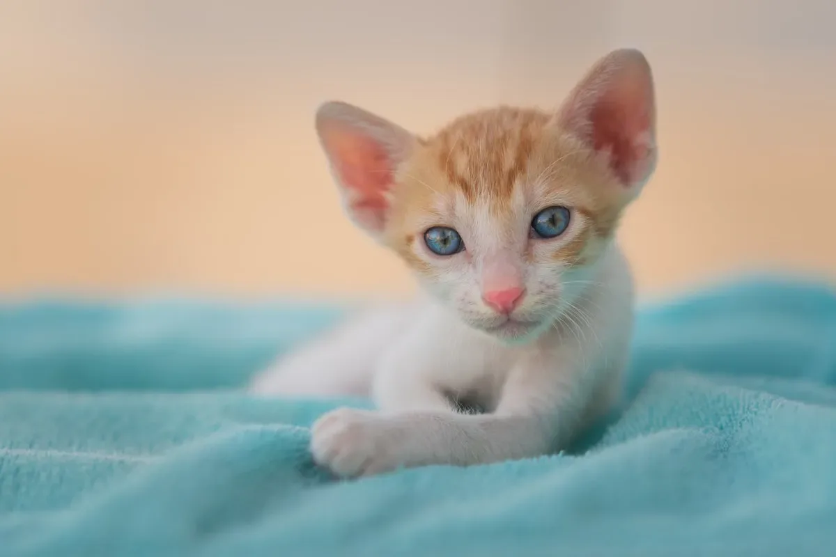 The Charm Of Tomcats: Unveiling The Secrets Behind Their Loving Ways