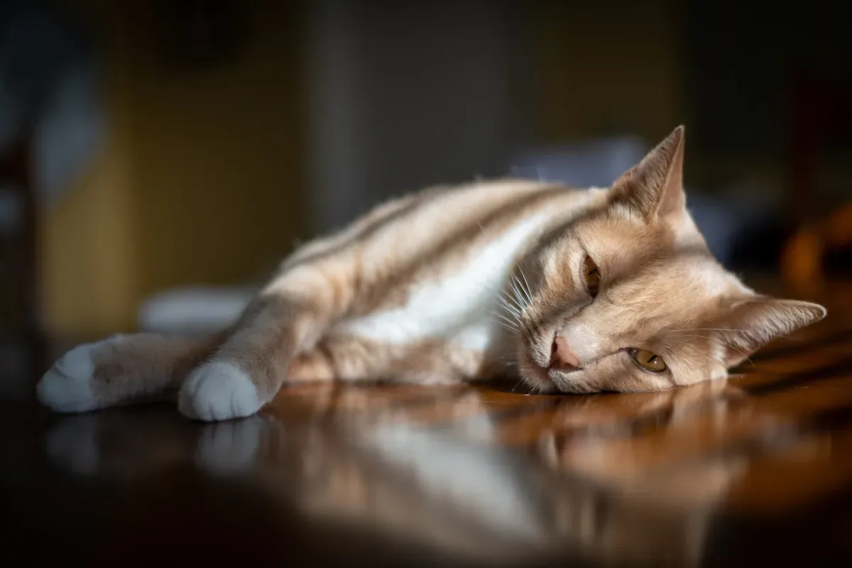 The Chilling Truth: Understanding Cats' Reaction To Cold Water