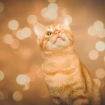 The Cost of Keeping Your Cat Happy: Monthly Cat Food Expenses
