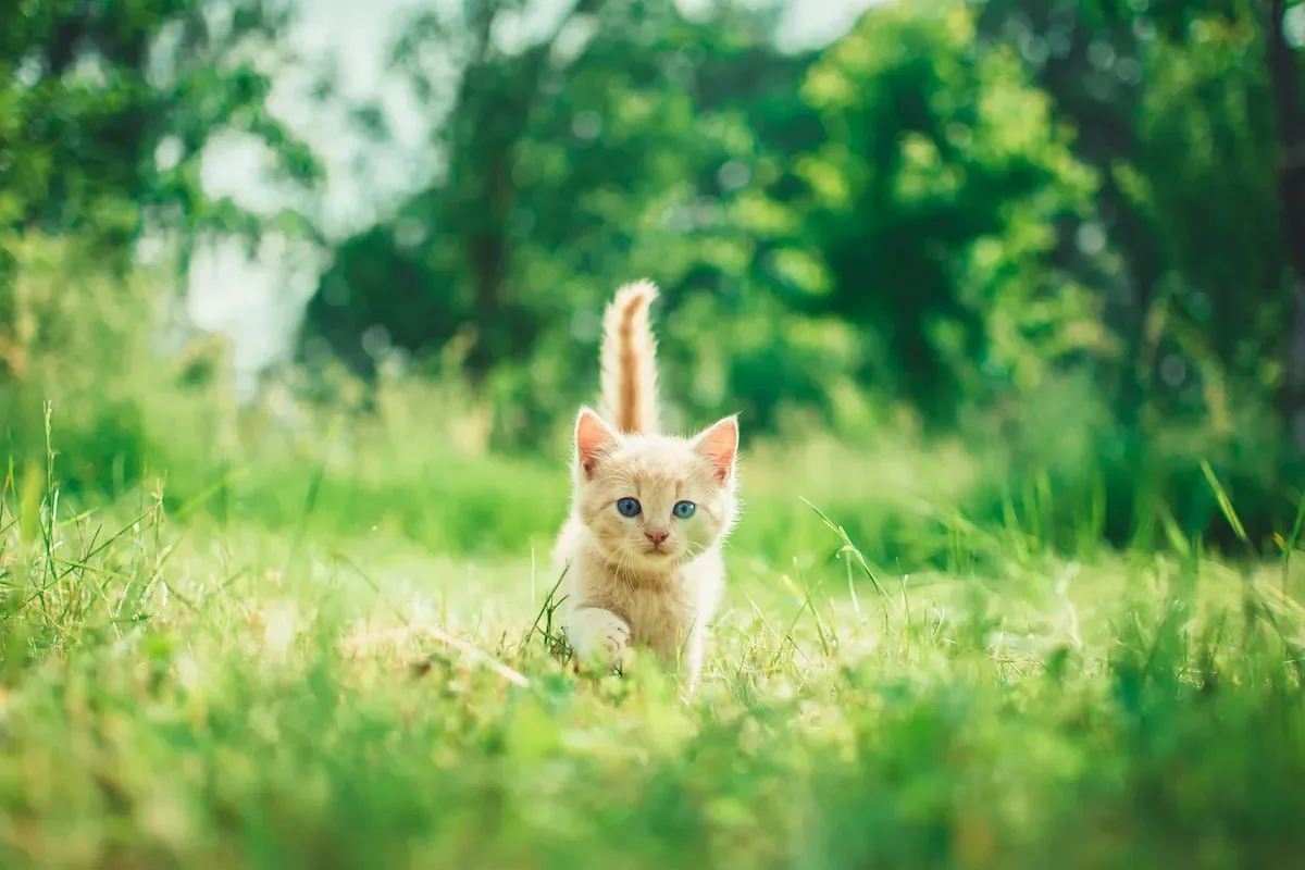 The Curious Behavior Of Cats: Why Do They Push Their Face Into You?