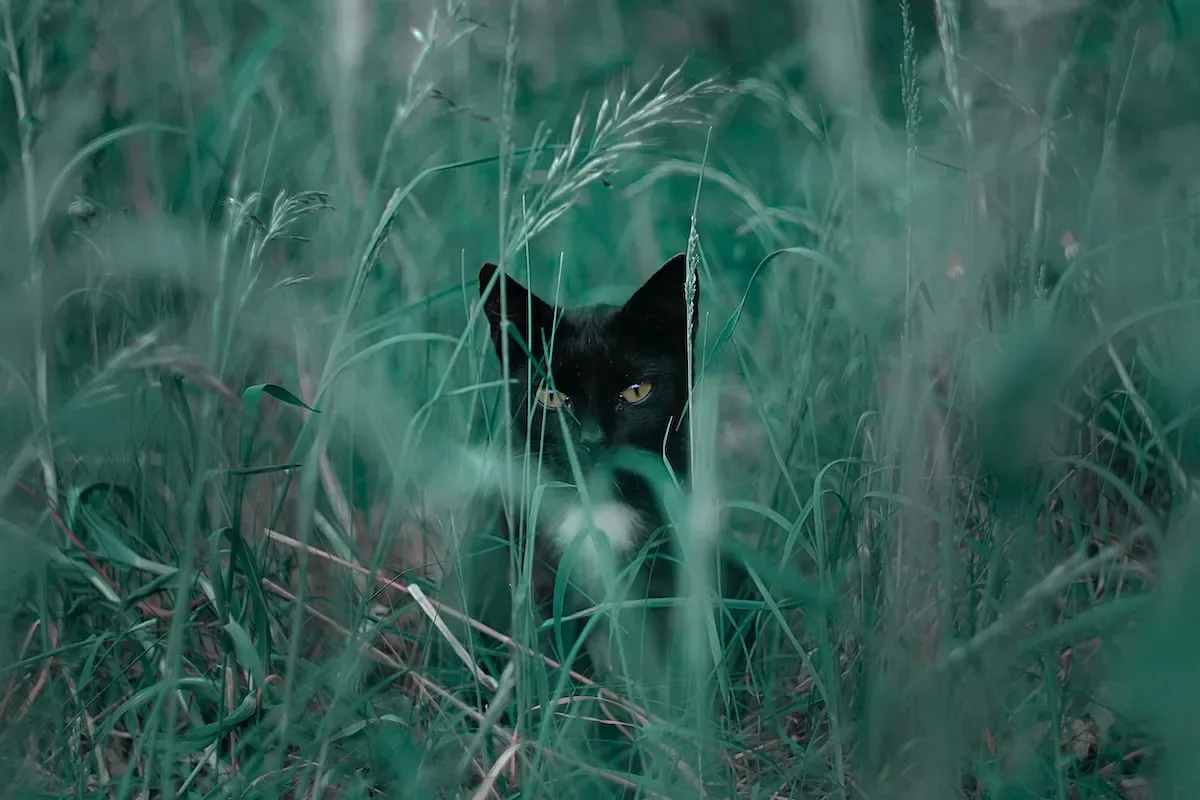 The Curious Case Of Kneehood: Exploring The Quirky Habits Of Feline Nappers