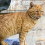 The Curious Case of Friskies Cat Food