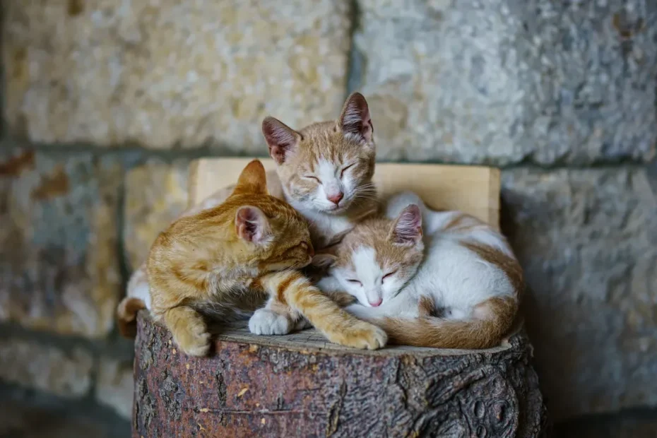 The Elusive Cat Charm: Why Do Cats Swipe Your Spot?