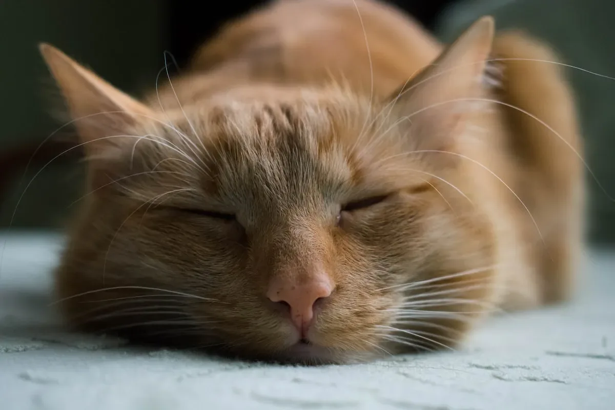The Feline Carousel: Understanding The Reasons Behind Cats' Circular Strolls