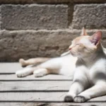 The Feline Feeding Frenzy: Why Is My Cat So Food Obsessed?