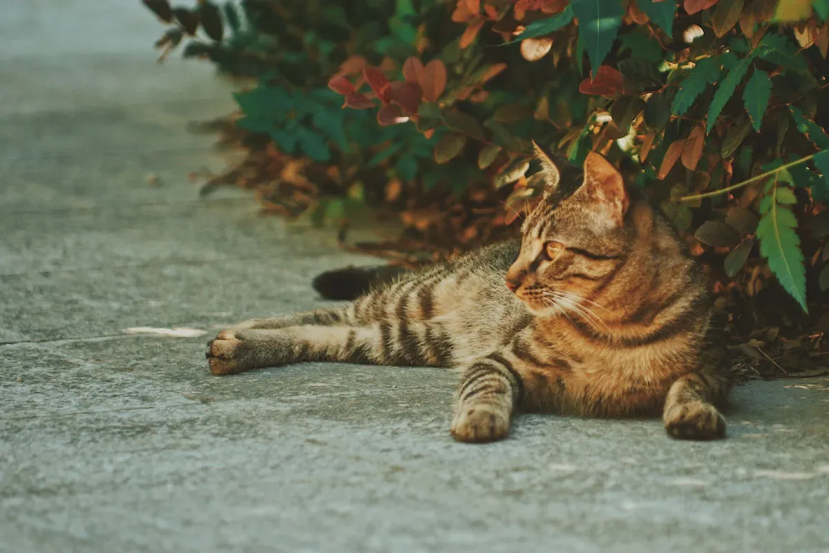 The Final Paw: Concluding The Enigma Of Cats' Floor-Pawing Habits