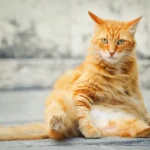 The Finger-Chewing Conundrum: Understanding Your Cat's Curious Behavior