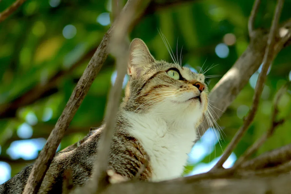 The Hidden Dangers Of Cat Allergies: Unveiling The Truth Behind Potential Risks