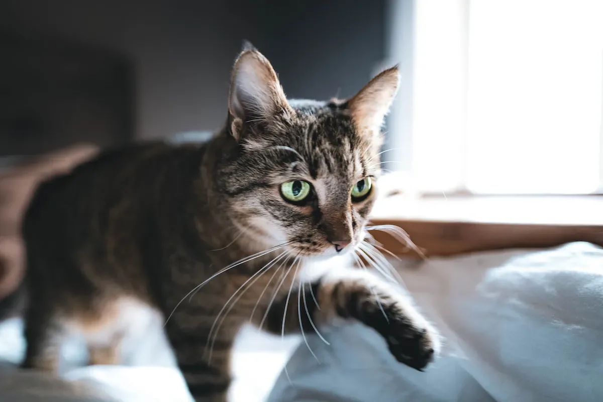 The Hidden Instincts: Evolutionary Reasons For Cats' Water Behavior