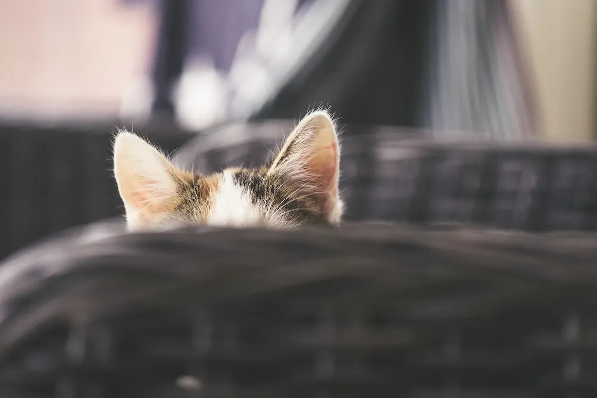 The Human Factor: How Your Actions Influence A Cat'S Attachment