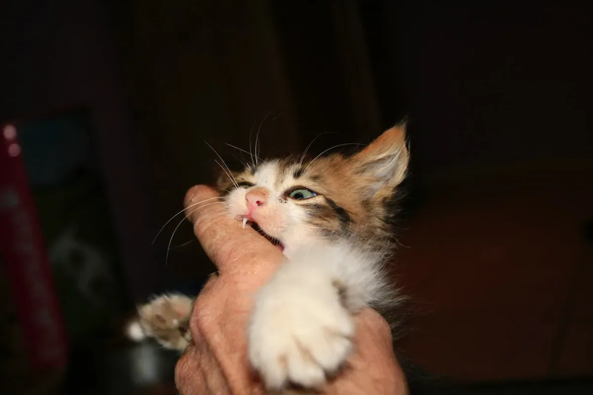 The Human Palate Vs. The Feline Palate: Similarities And Differences