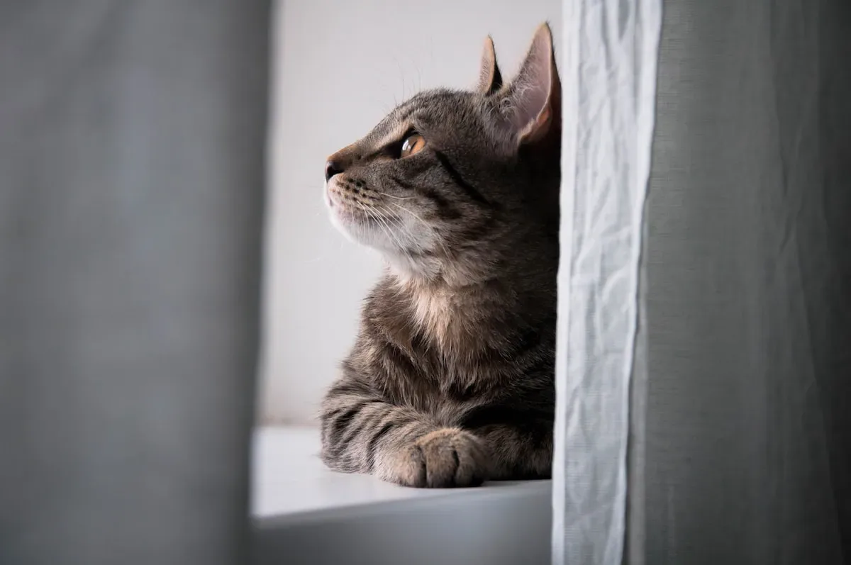 The Immune System Unveiled: How It Reacts To Cat Allergens