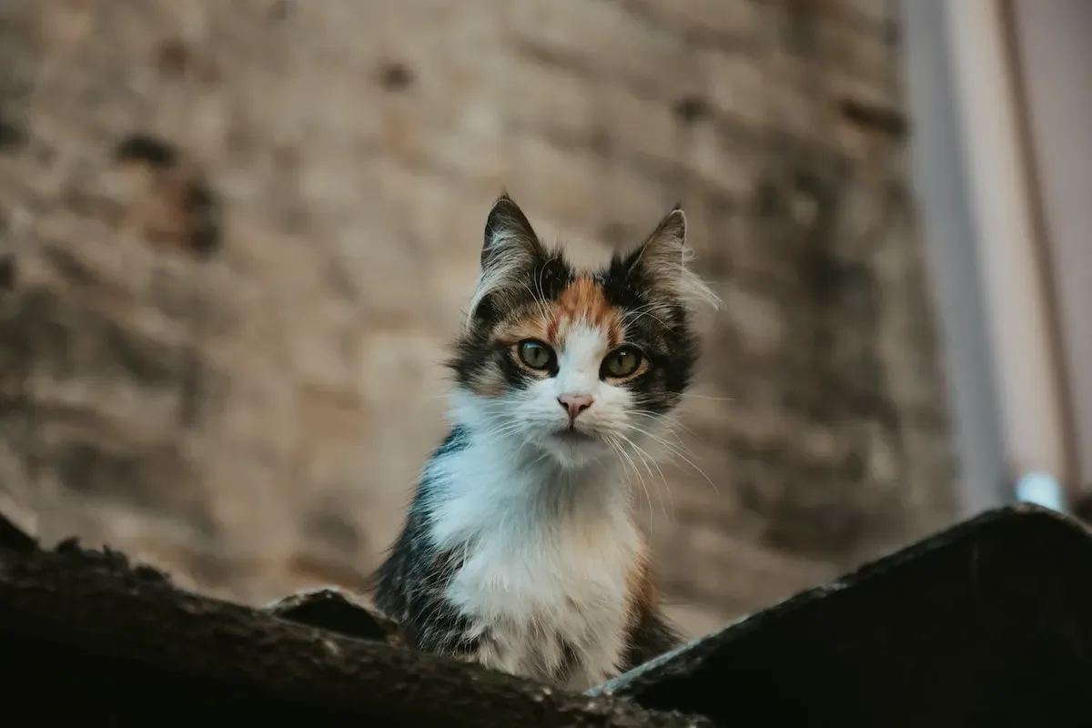 The Impact Of Leaving Food Out On Kittens' Health And Growth