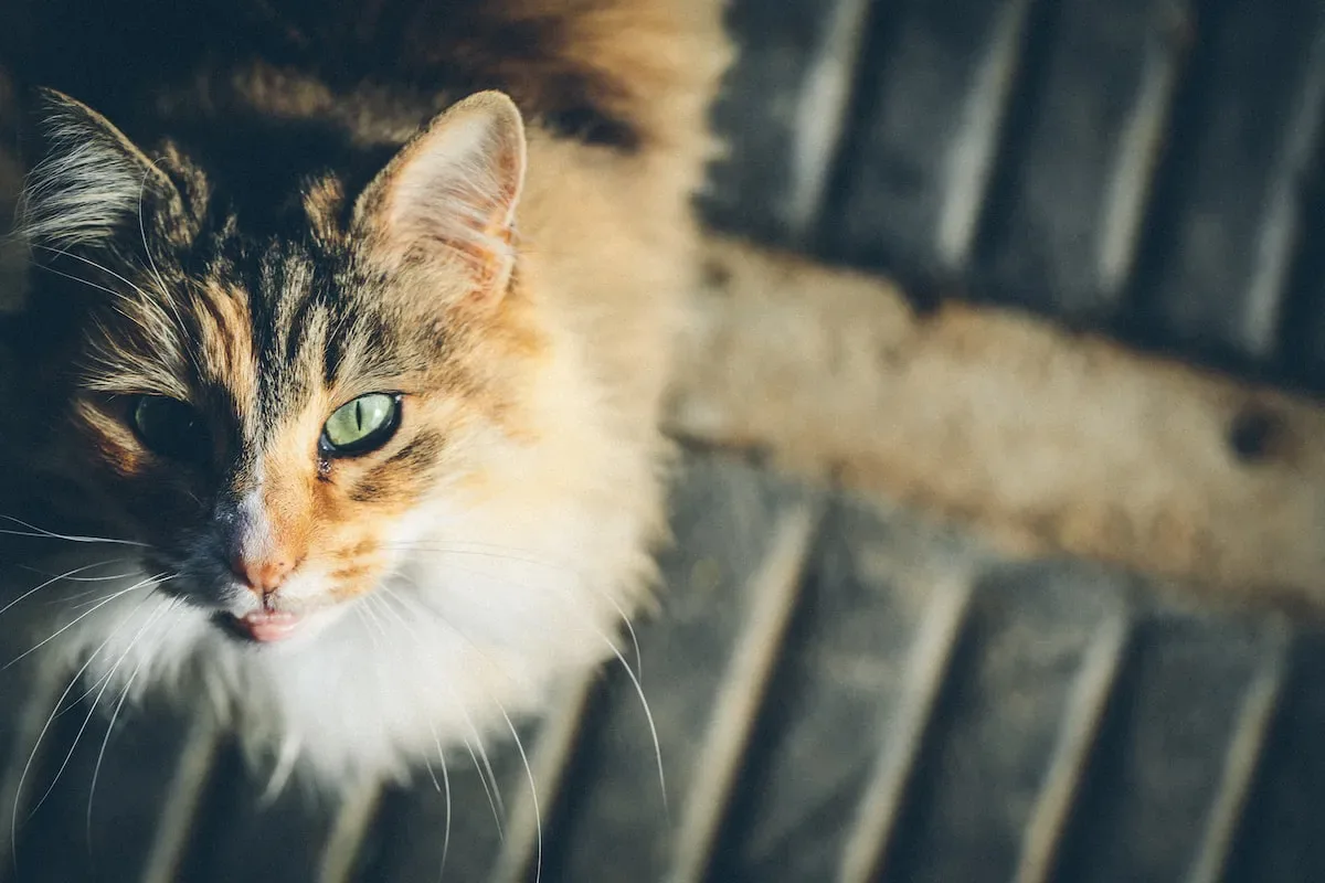 The Importance Of Proper Storage To Preserve Dry Cat Food