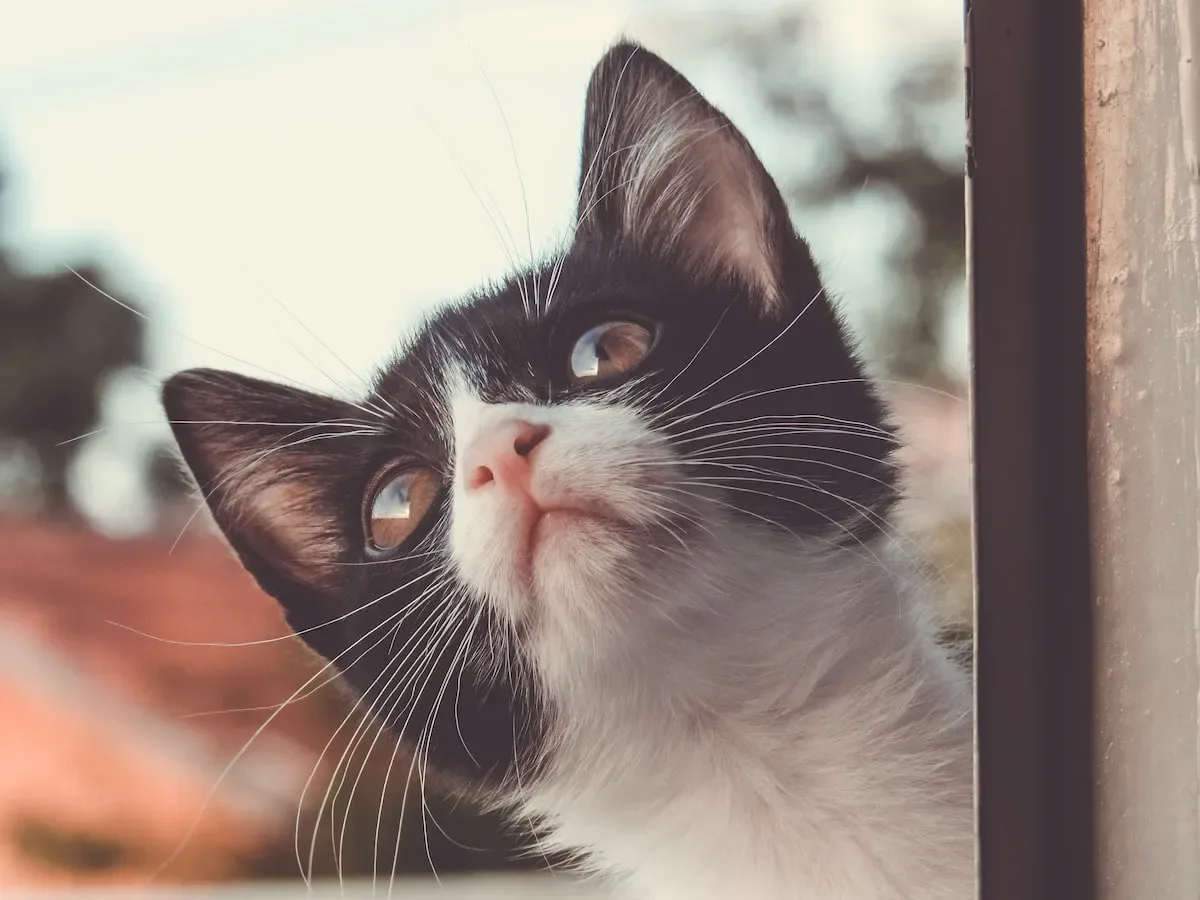 The Instinctual Behavior Of Cats: Understanding Feline Nature