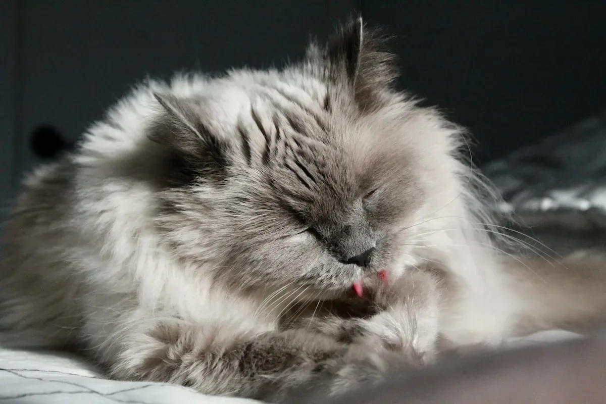 The Irresistible Charm Of Feline Lap Time