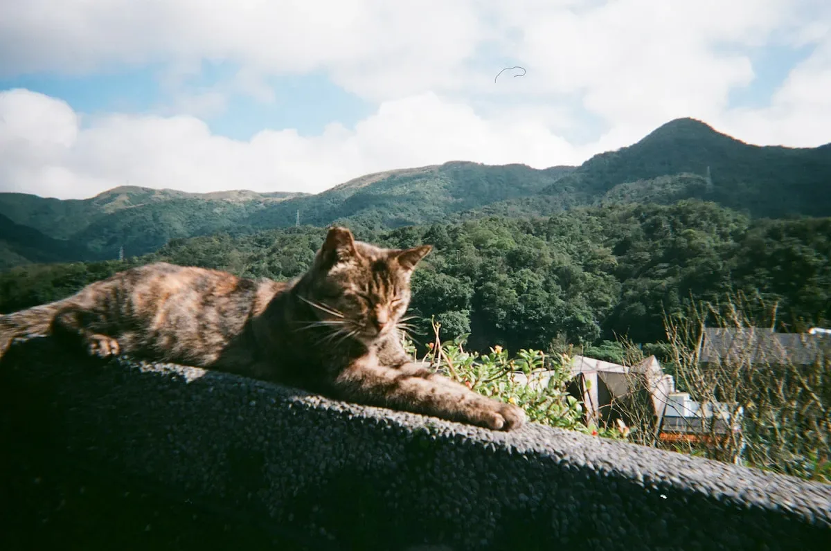 The Itchy Truth: Understanding The Role Of Irritation In Cats' Paw-Biting Ritual