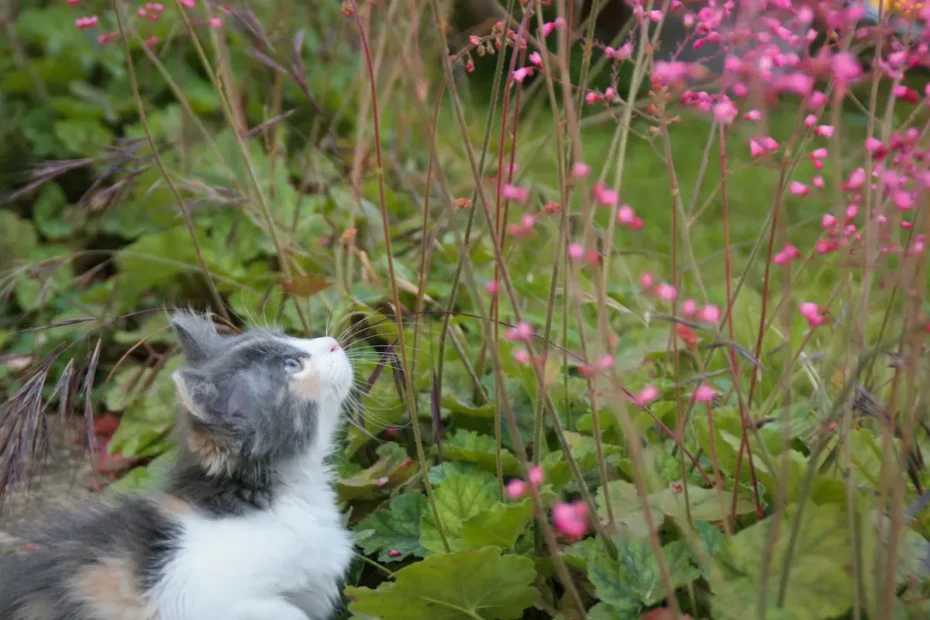 The Kitty's Fuel Dilemma: How Long Can a Kitten Survive Without Eating?