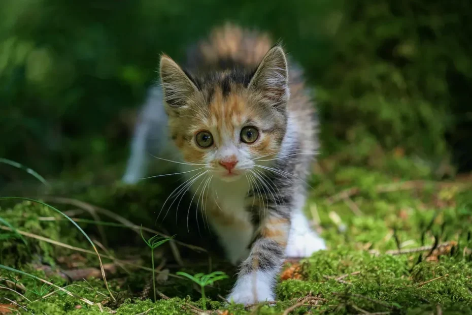The Lick-Fight Dilemma: Understanding Cats' Unusual Behavior