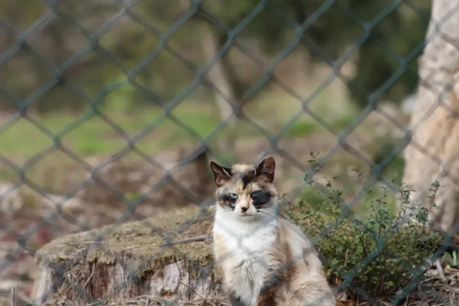 The Lick of Cleanliness: How Cats Keep Themselves Pristine