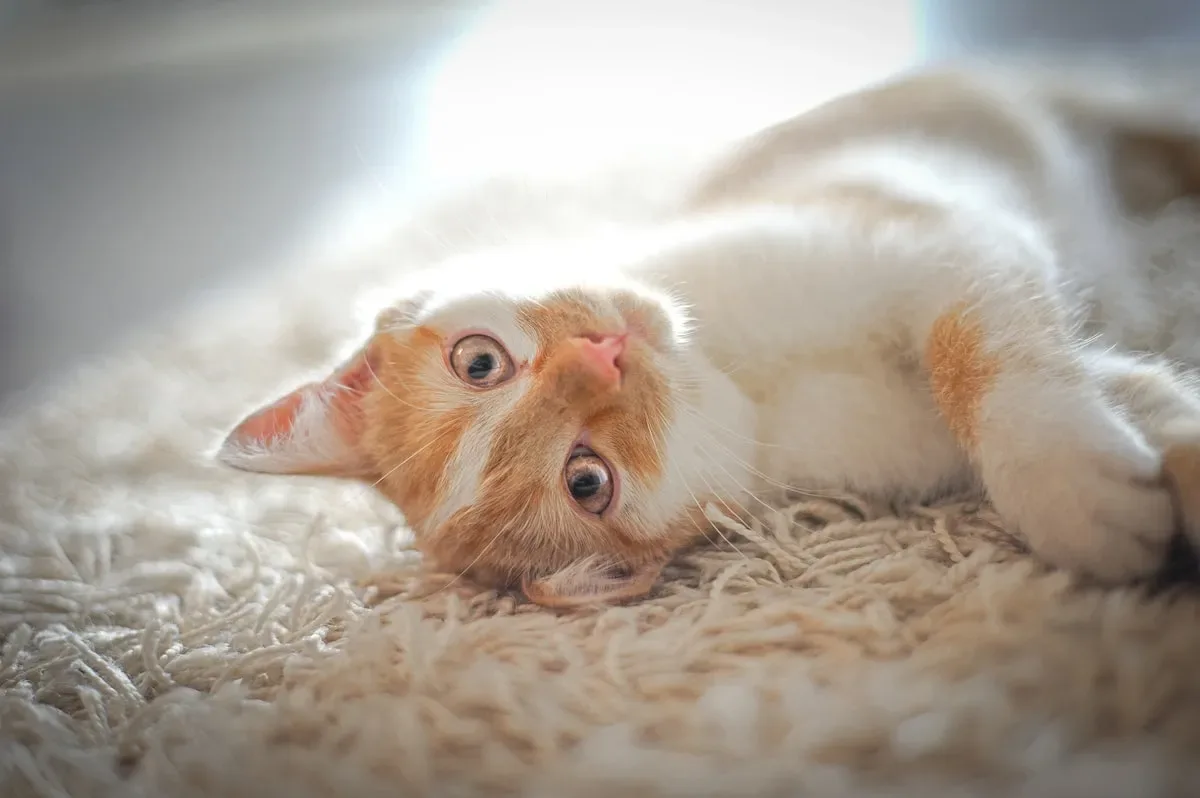 The Lowdown On Broths And Bone Broths For Cats