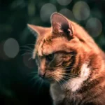 The Meow Connection: Why Cats Choose to Meow at Humans