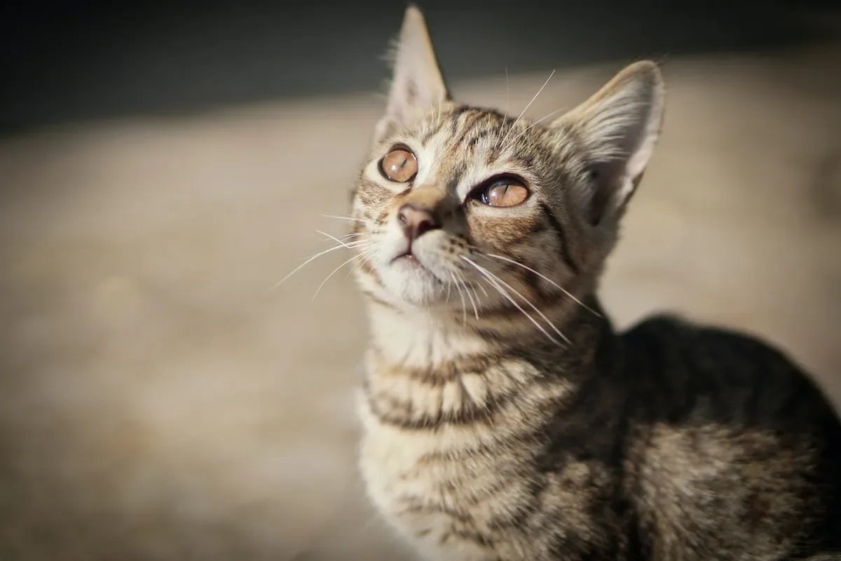 The Mighty Hunter: How Cats Utilize Their Senses To Hunt Mice