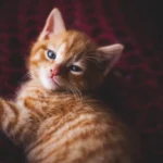 The Missing Mouse Flavor in Cat Food: Unraveling the Mystery
