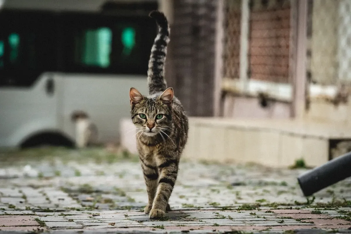 The Mouse Hunt: How Cats Track, Pounce, And Capture Their Prey