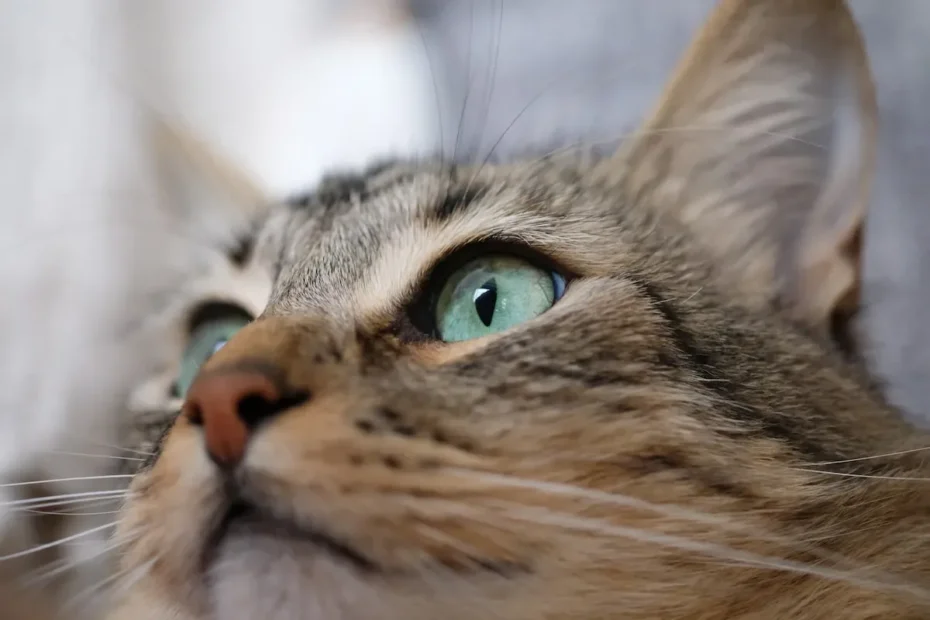 The Mysterious Appetite: Do Cats Possess an Innate Sense of Satiation?