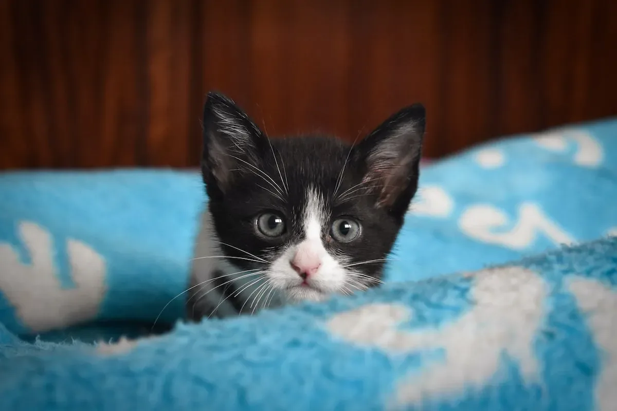 The Mysterious Bond: Understanding The Phenomenon Of Feline Attachment