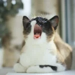 The Paw-some Enigma: Why Do Cats Slip Their Paws under Doors?
