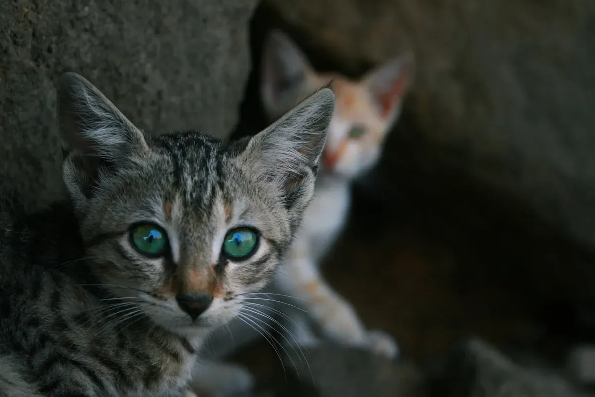 The Playful Paw: Unveiling The Reasons Behind Cats' Water Bowl Antics