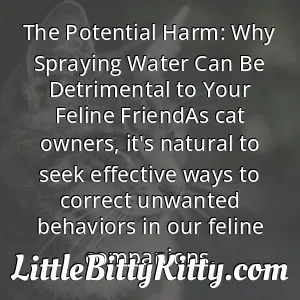 The Potential Harm: Why Spraying Water Can Be Detrimental to Your Feline FriendAs cat owners, it's natural to seek effective ways to correct unwanted behaviors in our feline companions.