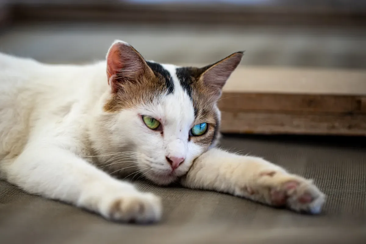 The Power Of Purr-Suasion: How Cats Use Screams To Communicate Their Desires