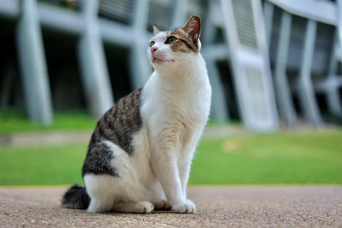 The Pros And Cons Of Leaving Dry Cat Food Out Overnight: Explained