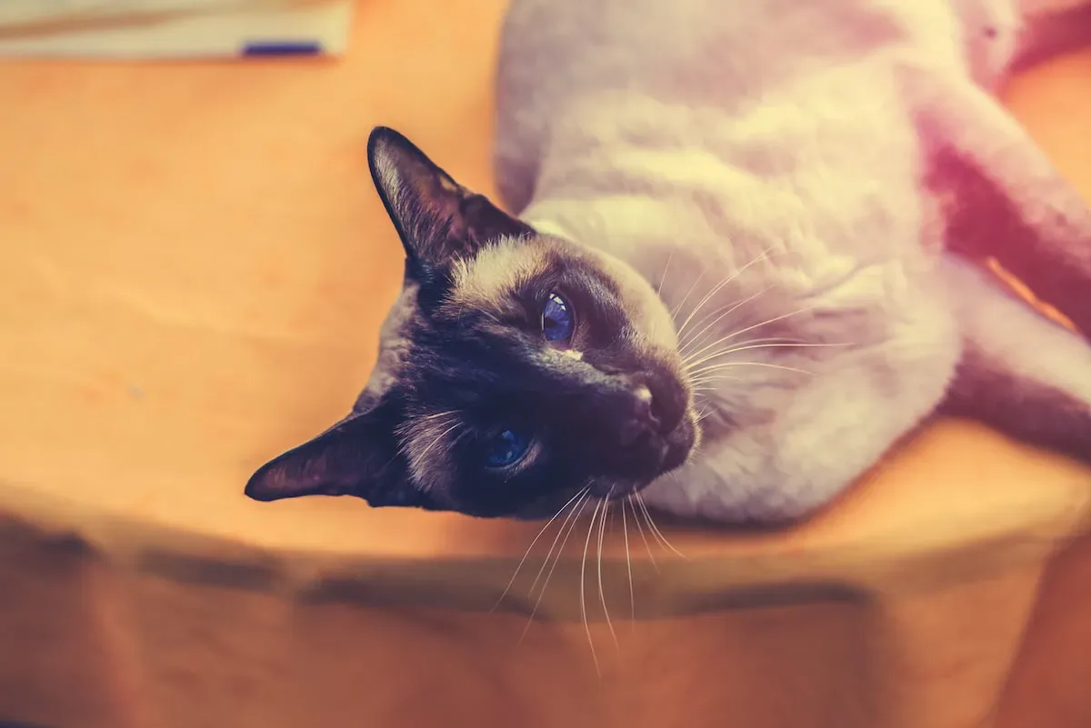 The Purr-Fect Balance: Understanding Cats' Natural Disposition For Separating Food And Water
