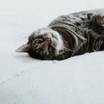 The Purrfect Enigma: Why Cats Love Circling Around You
