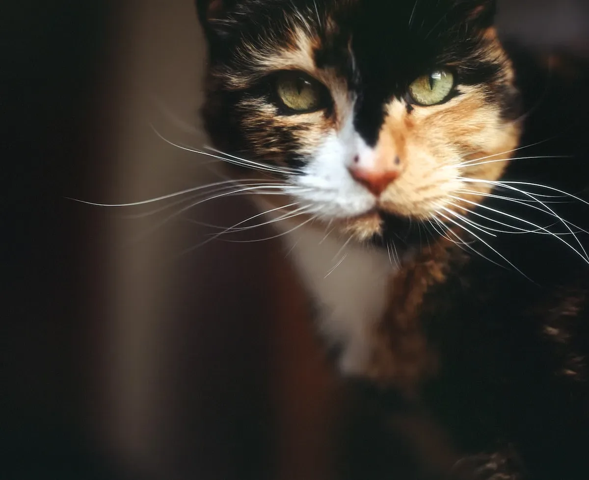 The Quirky Behavior Of Cats: Why Do They Lift Their Bums When You Pet Them?