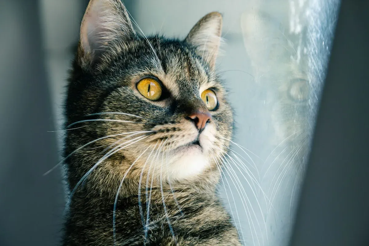 The Role Of Evolution: How Cats' Ancestry Affects Their Foil Dislike