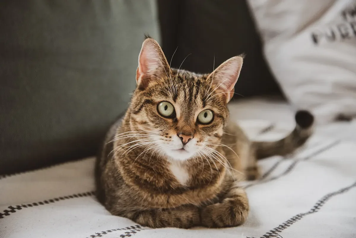 The Role Of Scratching Posts In Nail Maintenance For Cats
