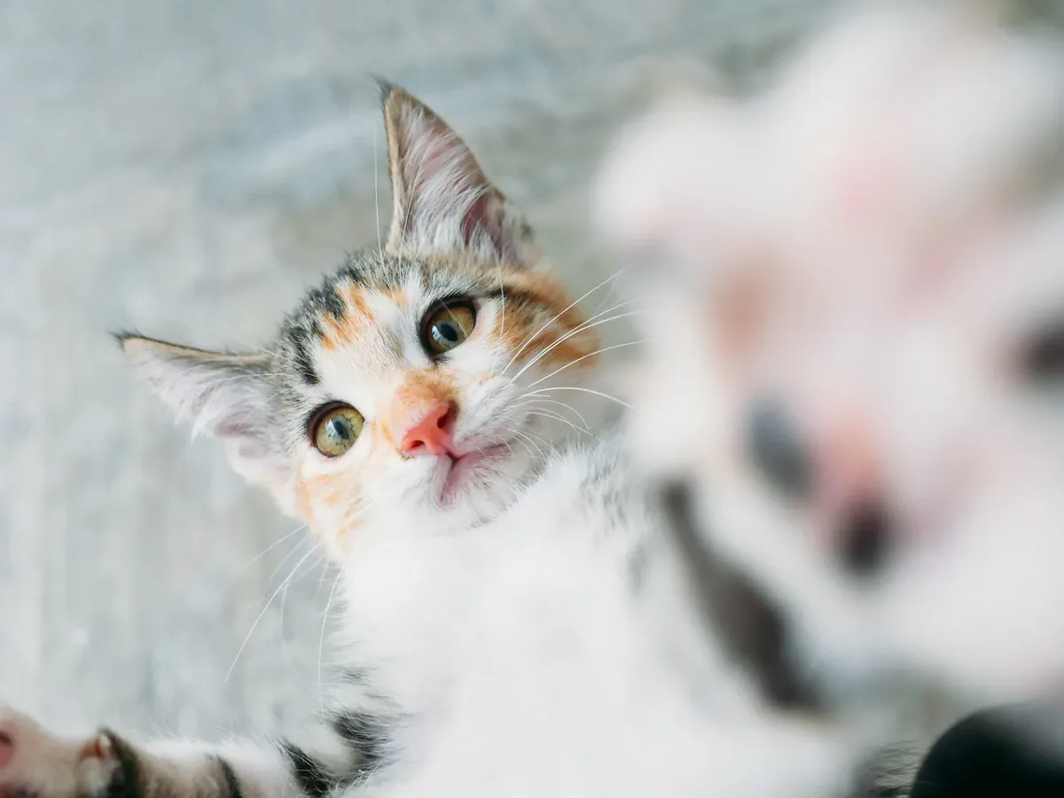 The Science Behind Cats' Food Temperature Preferences